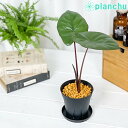 ϗtA AJVA ^J 3.5Xbg 󂯎Mt ĕt Alocasia indica var. metallica ACh