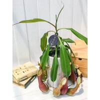 楽天市場 食虫植物 ウツボカズラ ネペンテス アラタ アカネ 陶器鉢植え 受け皿付き 育て方説明書付き アラータ プランチュ 楽天市場店 楽天市場 食虫植物 ウツボカズラ ネペンテス アラタ アカネ 陶器鉢植え 受け皿付き 育て方説明書付き アラータ プランチュ 楽天市場店