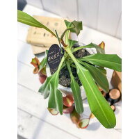 楽天市場 食虫植物 ウツボカズラ ネペンテス アラタ アカネ 陶器鉢植え 受け皿付き 育て方説明書付き アラータ プランチュ 楽天市場店 楽天市場 食虫植物 ウツボカズラ ネペンテス アラタ アカネ 陶器鉢植え 受け皿付き 育て方説明書付き アラータ プランチュ 楽天市場店