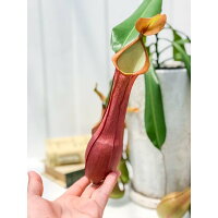 楽天市場 食虫植物 ウツボカズラ ネペンテス アラタ アカネ 陶器鉢植え 受け皿付き 育て方説明書付き アラータ プランチュ 楽天市場店 楽天市場 食虫植物 ウツボカズラ ネペンテス アラタ アカネ 陶器鉢植え 受け皿付き 育て方説明書付き アラータ プランチュ 楽天市場店