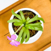 楽天市場 食虫植物 ムシトリスミレ ピンギキュラ スマイリングビューティー 3号鉢 育て方説明書付き Pinguicula Moctezumae Colimensis プランチュ 楽天市場店 楽天市場 食虫植物 ムシトリスミレ ピンギキュラ スマイリングビューティー 3号鉢 育て方説明書付き Pinguicula Moctezumae Colimensis プランチュ 楽天市場店