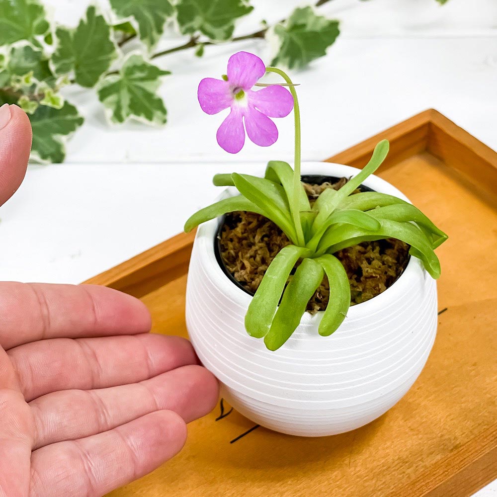 楽天市場 食虫植物 ムシトリスミレ ピンギキュラ スマイリングビューティー 3号鉢 育て方説明書付き Pinguicula Moctezumae Colimensis プランチュ 楽天市場店