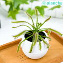 食虫植物 モウセンゴケ ドロセラ カペンシス 赤花 3号丸鉢 受け皿付き 育て方