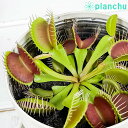 食虫植物 ハエトリソウ ディオネア ムスキプラ 3.5号鉢 育て方説明書付き Dionea muscipula ハエトリ草
