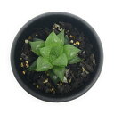 A nI`A ʗ 2.5 Haworthia