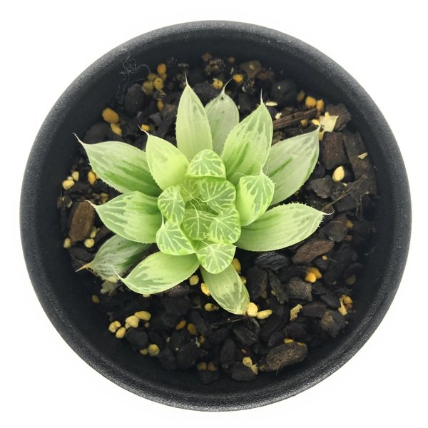 多肉植物 ハオルチア ピリフェラ錦 2.5号鉢 Haworthia cooperi var. pilifera f.variegata