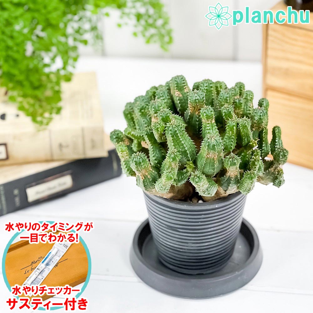 多肉植物 ユーフォルビア プセウドグロボーサ 3.5号樹脂鉢 ミディダークグレー サスティー付き 受け皿付き 育て方説明書付き Euphorbia pseudoglobosa 稚児麒麟のサムネイル