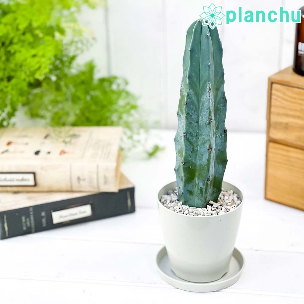 サボテン ミルチロカクタス 竜神木 りゅうじんぼく 3.5号鉢 受け皿付き 育て方説明書付き Myrtillocactus geometrizans リュウジンボクのサムネイル