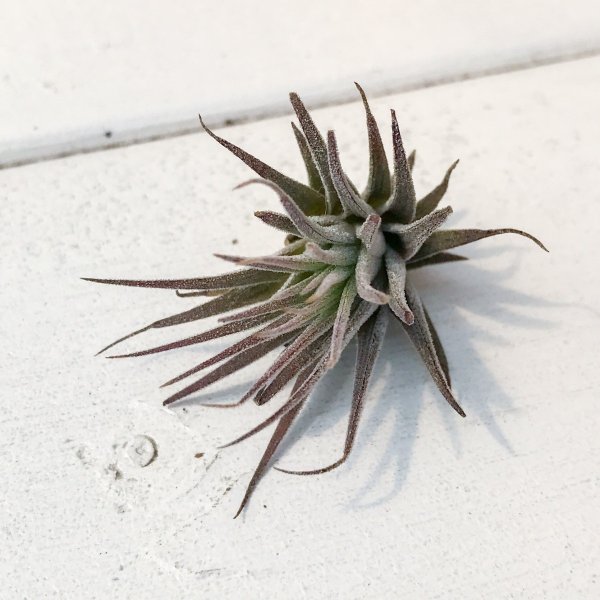 エアプランツ ティランジア イオナンタ SSサイズ 1株 育て方説明書付き Tillandsia ionantha エアープランツ チランジア