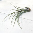 エアプランツ ティランジア ディスティカ ペトレアドワーフ 1株 育て方説明書付き Tillandsia disticha var. petrea dwarf エアープランツ チランジア