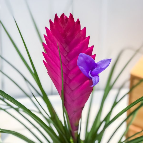 楽天市場 観葉植物 ブロメリア ワリシア キアネア 開花終了株 4号鉢 受け皿付き 育て方説明書付き Wallisia Cyanea Tillandsia エアプランツ ティランジア チランジア プランチュ 楽天市場店
