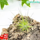 [֔ GAvc eBWA XgN^ SSTCY 1 ĕt Tillandsia stricta GA[vc `WA