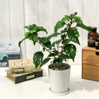 楽天市場 熱帯花木 ハイビスカス オレンジフラミンゴ 4号鉢 受け皿付き 育て方説明書付き Hibiscus Orange Flamingo 鉢花 花 観葉植物 苗 プランチュ 楽天市場店 楽天市場 熱帯花木 ハイビスカス オレンジフラミンゴ 4号鉢 受け皿付き 育て方説明書付き Hibiscus Orange Flamingo 鉢花 花 観葉植物 苗 プランチュ 楽天市場店