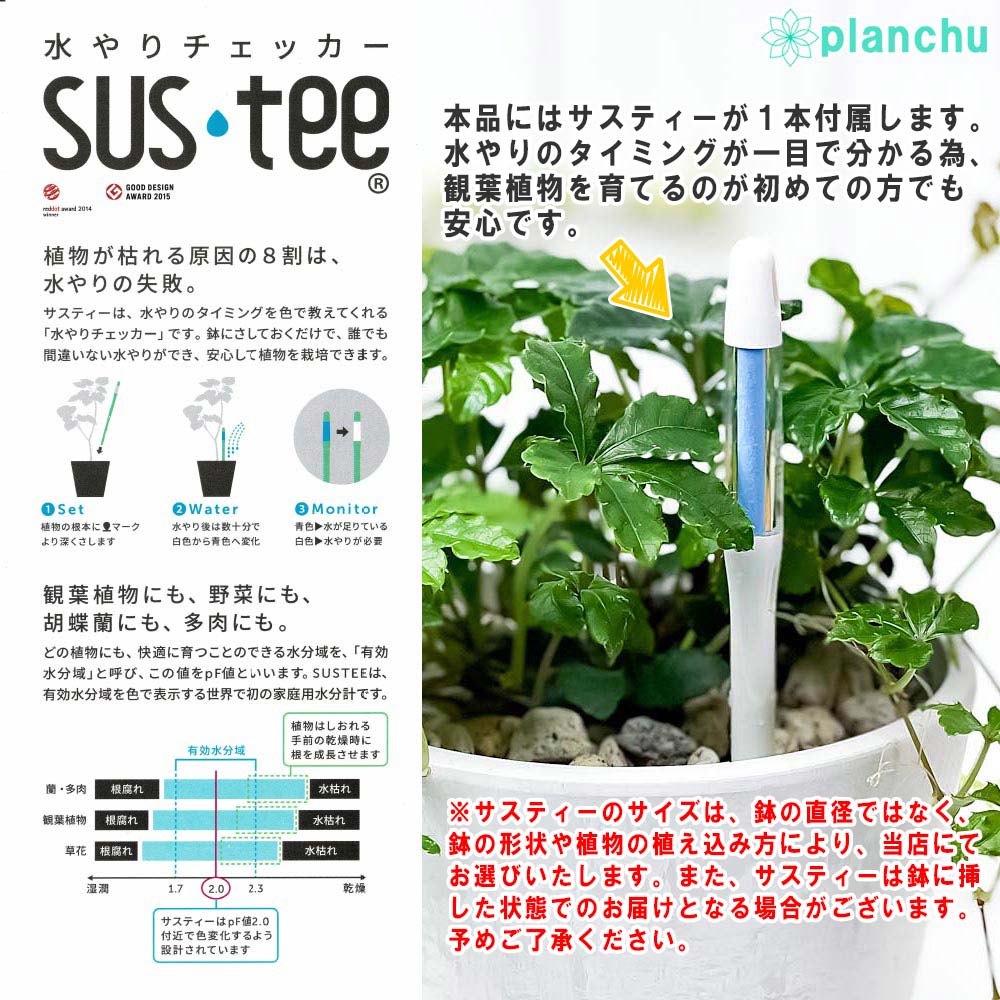 観葉植物 ラッピング カラテア レッドモジョ 5号樹脂鉢 サスティー付き 受け皿付き 育て方説明書付き レア 珍しい Calathea ピンク スター Cv 希少