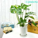 モンステラ 観葉植物 モンステラ 6号鉢 受け皿付き 育て方説明書付き Monstera