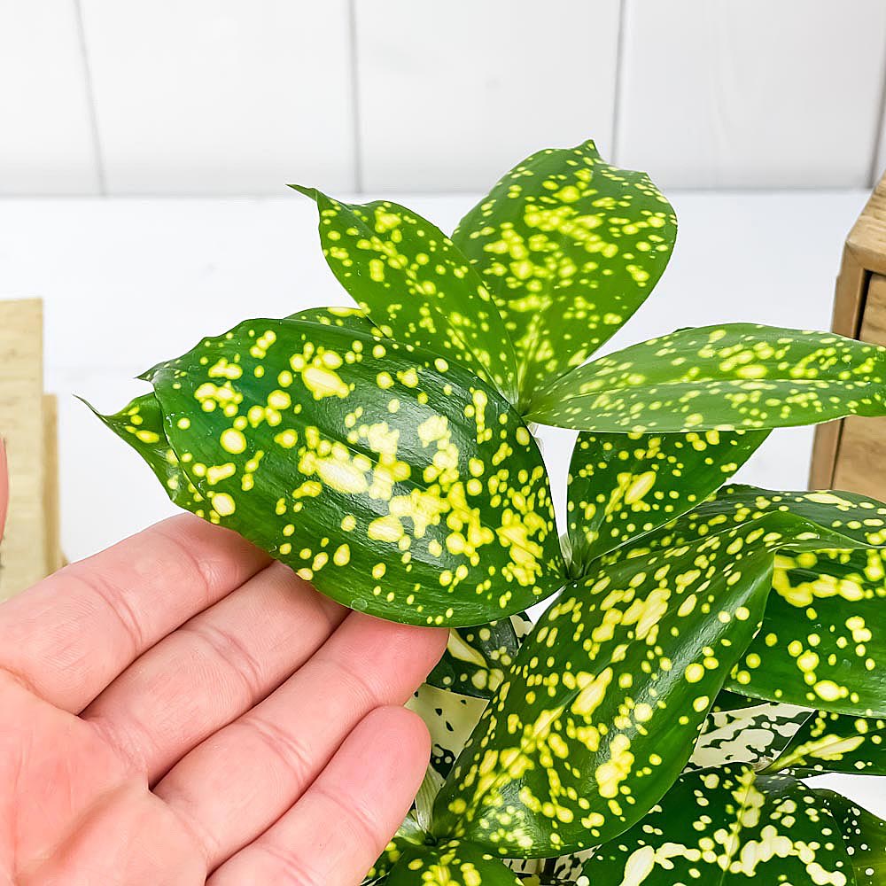 PLANCHU ���տ�ʪ �ɥ饻�� �ե�����ӥ塼�ƥ��� 4��ȭ �������դ� Dracaena surculosa ��Florida Beauty�� ���륯������ ���åɥ��ե�����