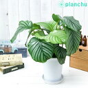 観葉植物 カラテア オルビフォリア 6号鉢 受け皿付き 育て方説明書付き Calathea orbifolia