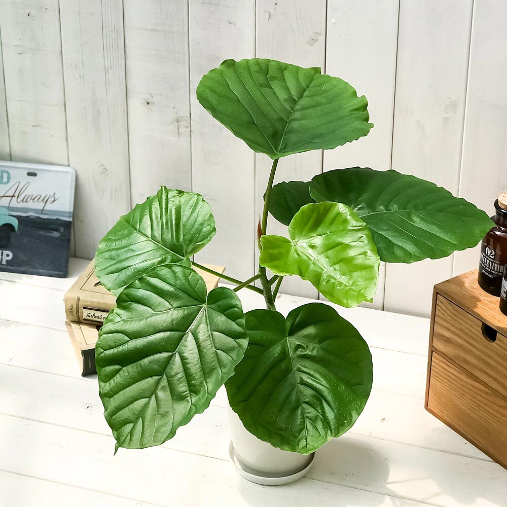 PLANCHU 観葉植物 フィカス ウンベラータ 4号鉢 受け皿付き 育て方説明書付き Ficu...