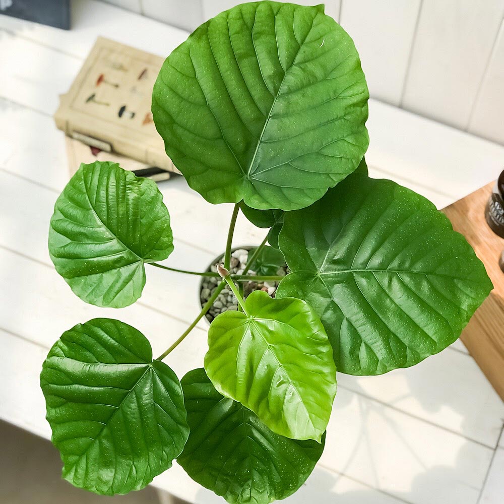 PLANCHU 観葉植物 フィカス ウンベラータ 4号鉢 受け皿付き 育て方説明書付き Ficu...