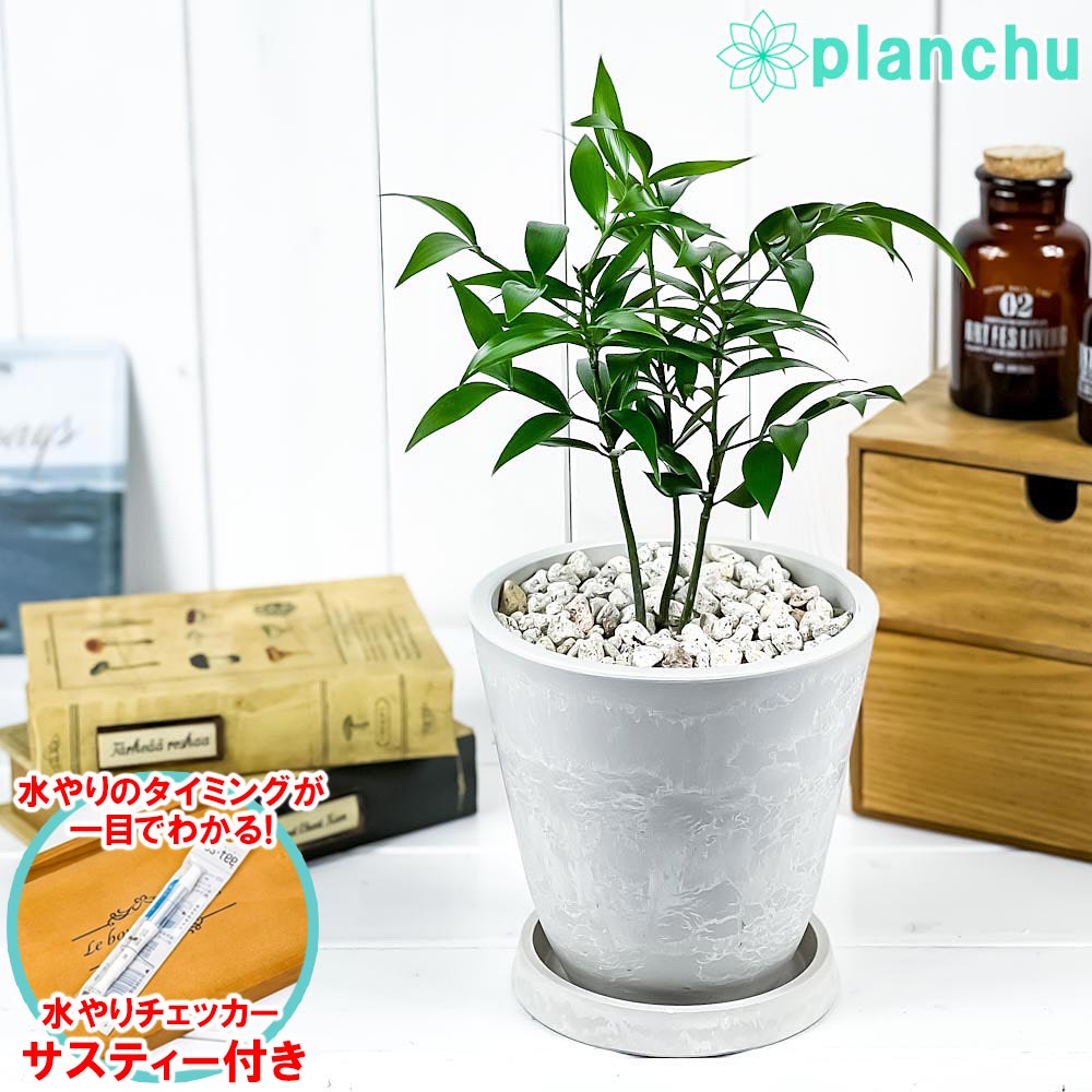 PLANCHU 観葉植物 ナギ 5号樹脂鉢 ホワイト サスティー付き 受け皿付き 育て方説明書付き Nageia nagi 梛 神の宿る木 幸せを呼ぶ木 縁結びの木 夫婦円満の木 ナギの木のサムネイル