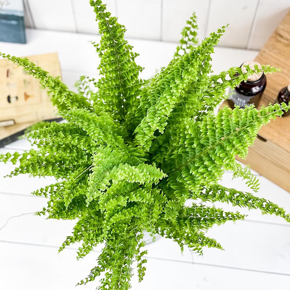 PLANCHU ���տ�ʪ �ͥե���ԥ� ���꡼��ե��󥿥��� 6��ȭ �������դ� ������������դ� Nephrolepis exaltata ��Green Fantasy�� �ܥ��ȥ�ե����� �ܥ��ȥ�ե��� ������ʪ