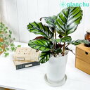 観葉植物 カラテア ファシアータ 6号鉢 受け皿付き 育て方説明書付き Calathea fasciata