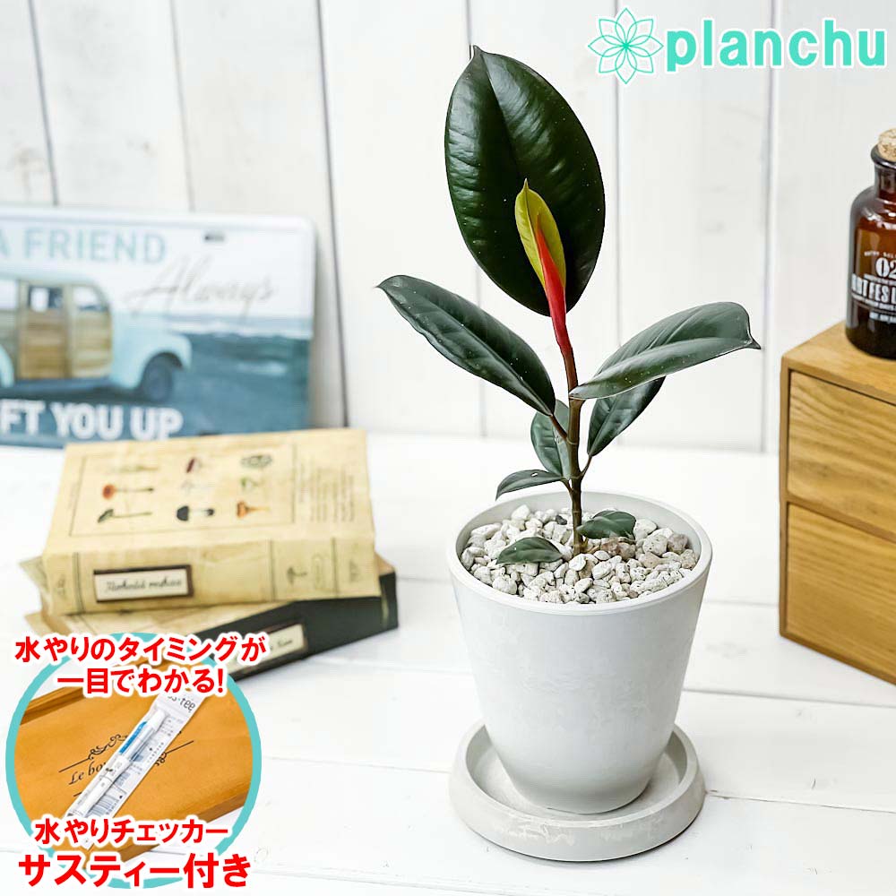 PLANCHU 観葉植物 フィカス バーガンディ 4号樹脂鉢 ホワイト サスティー付き 受け皿付き 育て方説明書付き Ficus elastica ‘Burgundy’ インドゴムノキのサムネイル