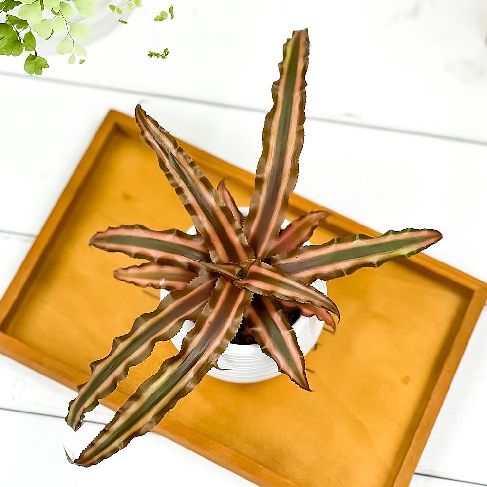 PLANCHU 観葉植物 クリプタンサス ソレイユ 3号丸鉢 受け皿付き 育て方説明書付き Cryptanthus bivittatus ‘Soleil’ ビウィッタートゥス ヒメアナナス ブロメリア