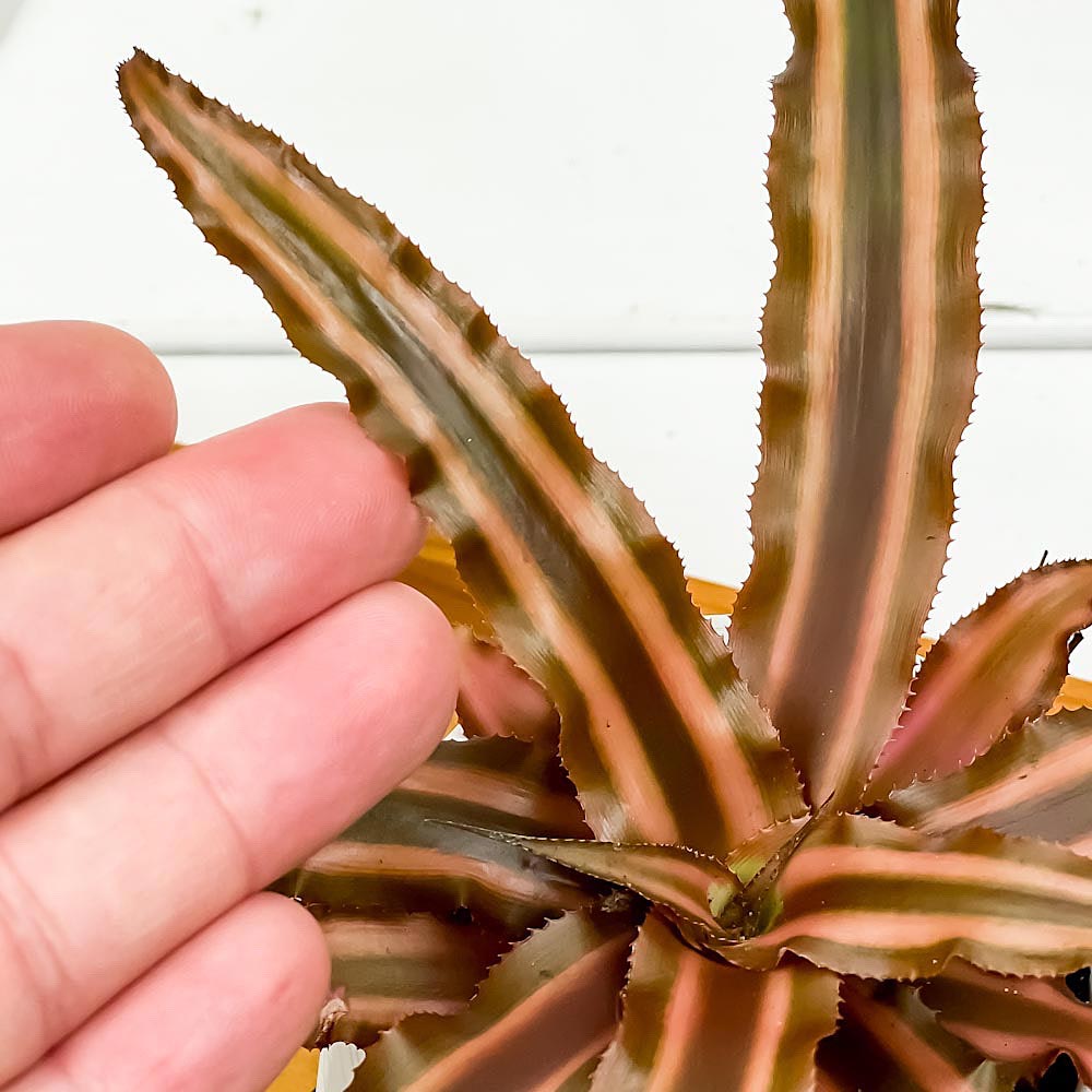 PLANCHU 観葉植物 クリプタンサス ソレイユ 3号丸鉢 受け皿付き 育て方説明書付き Cryptanthus bivittatus ‘Soleil’ ビウィッタートゥス ヒメアナナス ブロメリア