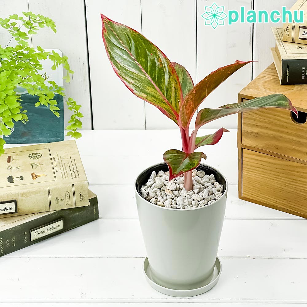 観葉植物 アグラオネマ レッドゴールド 4号鉢 受け皿付き 育て方説明書付き Aglaonema cv. 幸せを招くタイの宝石 アロイド