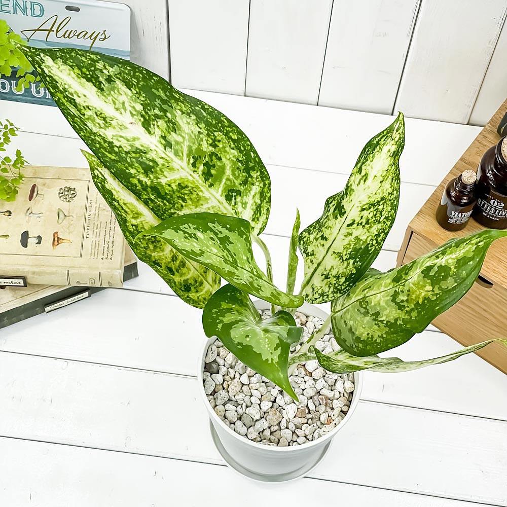 PLANCHU 観葉植物 アグラオネマ プセウ...の紹介画像2