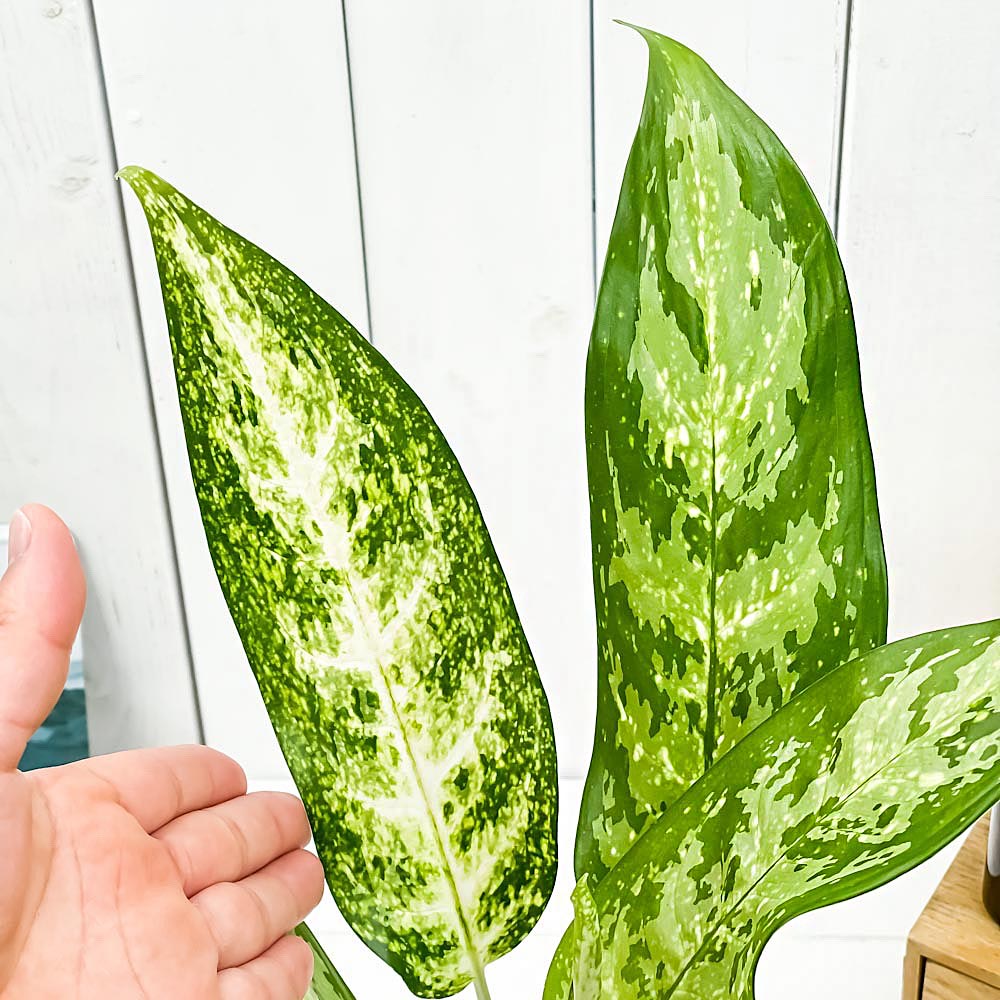 PLANCHU 観葉植物 アグラオネマ プセウ...の紹介画像3
