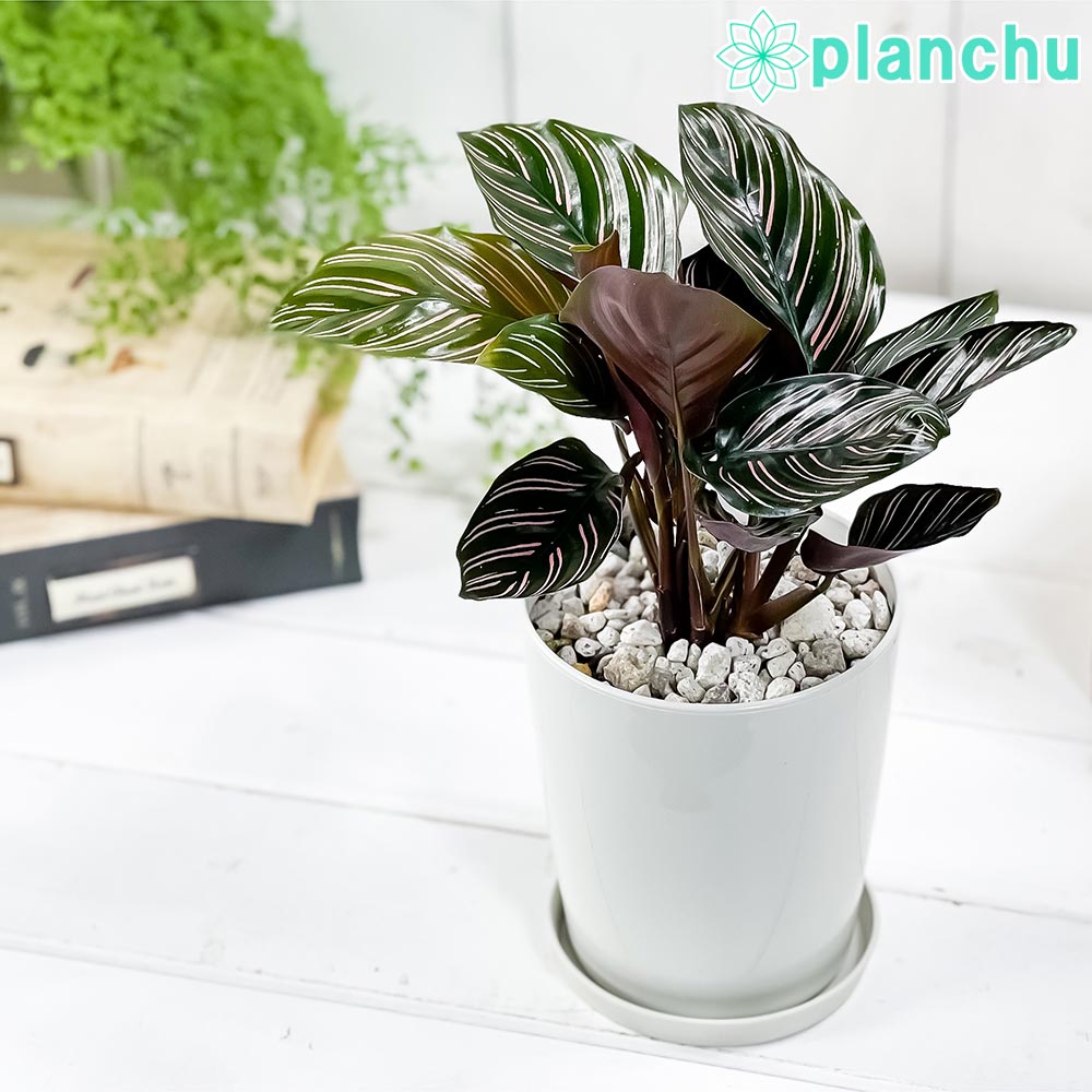 観葉植物 カラテア サンデリアーナ 4号鉢 受け皿付き 育て方説明書付き Calathea ornata ‘Sabderiana’のサムネイル