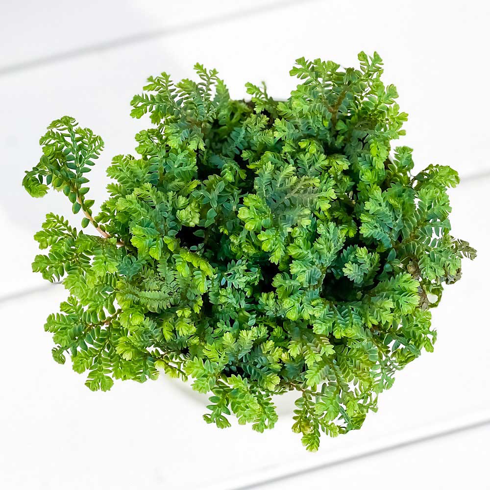 観葉植物 セラギネラ レインボーファン 3.5号鉢 3鉢セット 受け皿付き 育て方説明書付き Selaginella uncinata コンテリクラマゴケ シダ 2