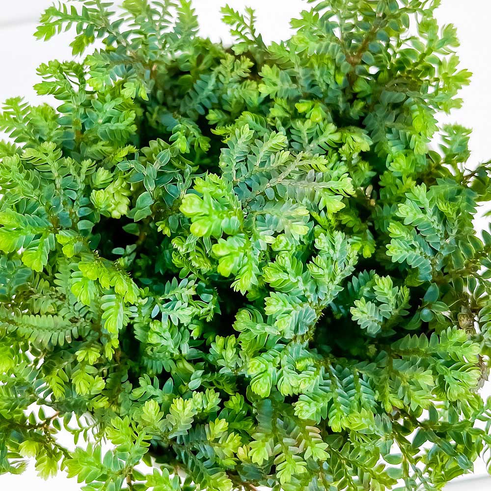 観葉植物 セラギネラ レインボーファン 3.5号鉢 3鉢セット 受け皿付き 育て方説明書付き Selaginella uncinata コンテリクラマゴケ シダ 3