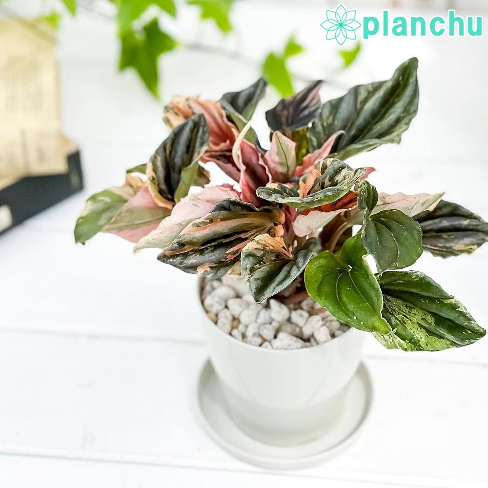 PLANCHU 観葉植物 ペペロミア ニューピンクレディ 3.5号鉢 受け皿付き 育て方説明書付き Peperomia caperata ‘New Pink Lady’