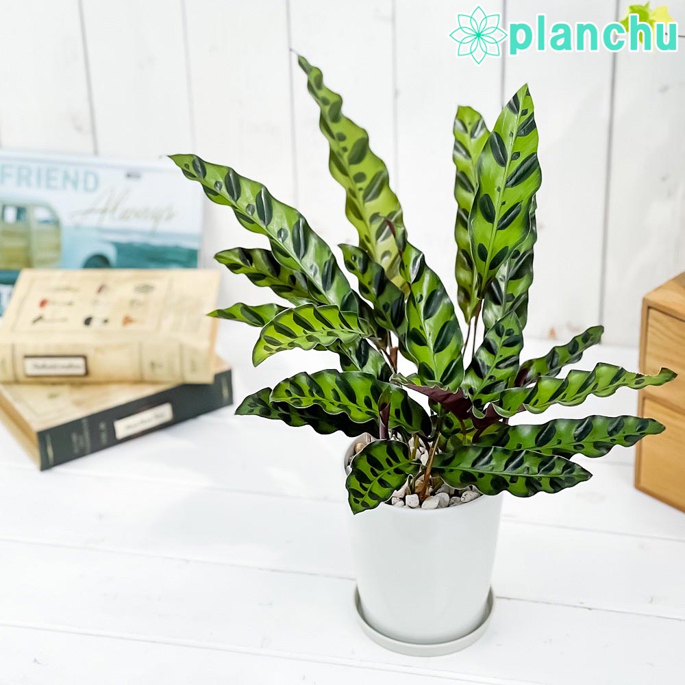 PLANCHU 観葉植物 カラテア ランキフォリア 4号鉢 受け皿付き 育て方説明書付き Calathea lancifolia インシグニス ランシフォリアのサムネイル
