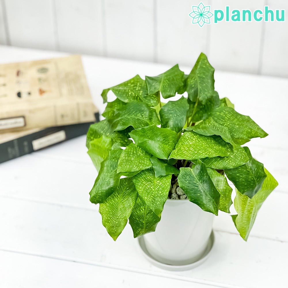 楽天市場】ブラッサイア 観葉植物の通販