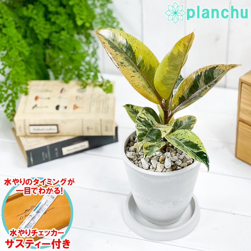 PLANCHU 観葉植物 フィカス ジン 4号樹脂鉢 ホワイト サスティー付き 受け皿付き 育て方説明書付き Ficus elastica ‘Gin’のサムネイル