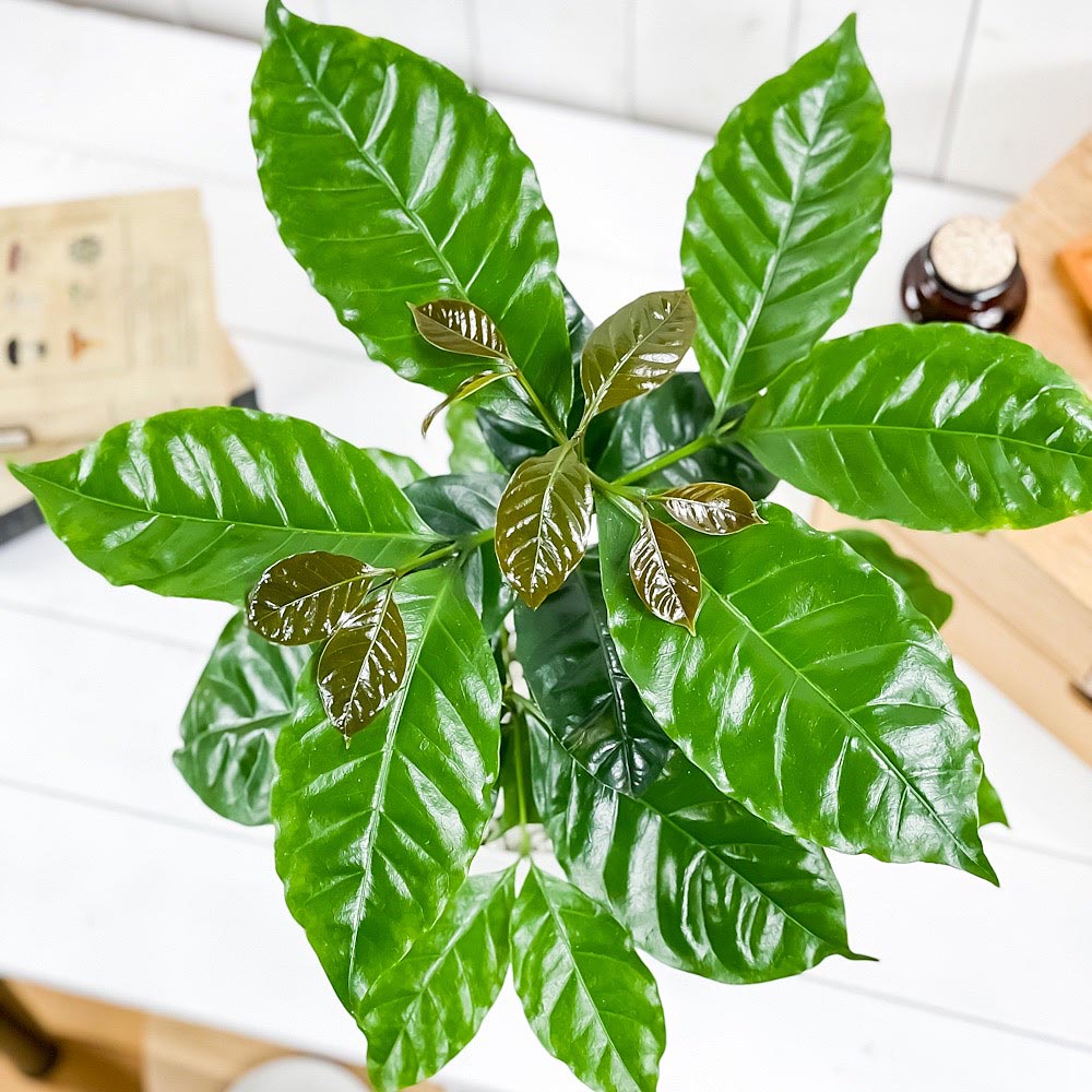 PLANCHU 観葉植物 コーヒーノキ アラビカ 5号鉢 受け皿付き 育て方説明書付き Coff...