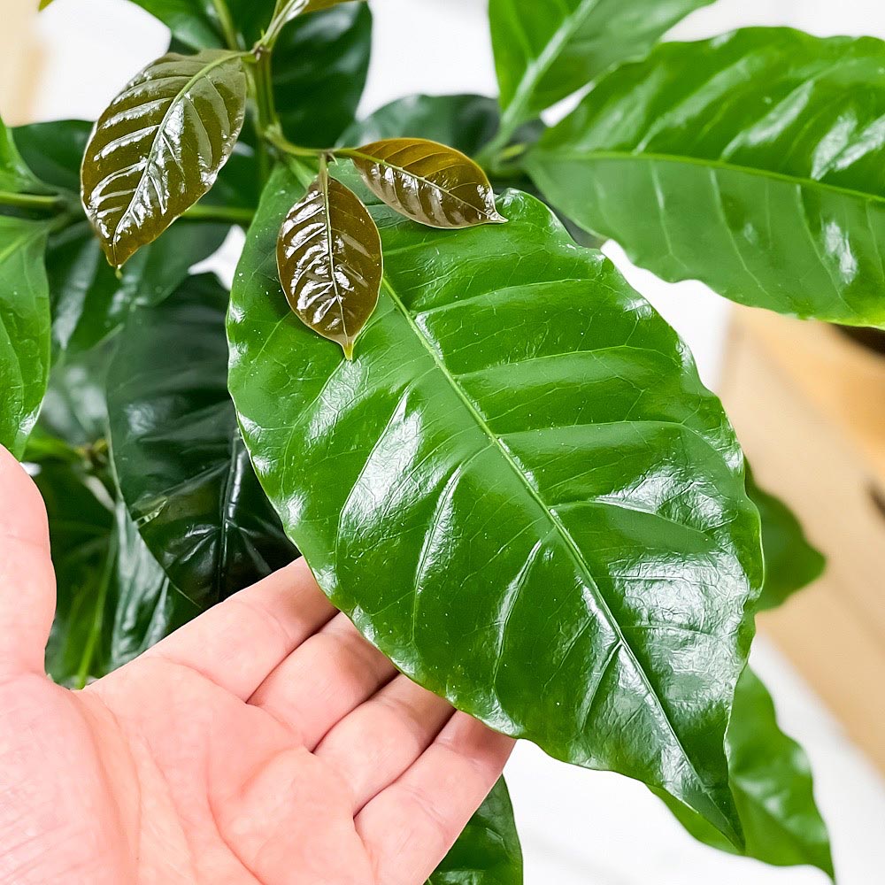 PLANCHU 観葉植物 コーヒーノキ アラビカ 5号鉢 受け皿付き 育て方説明書付き Coff...