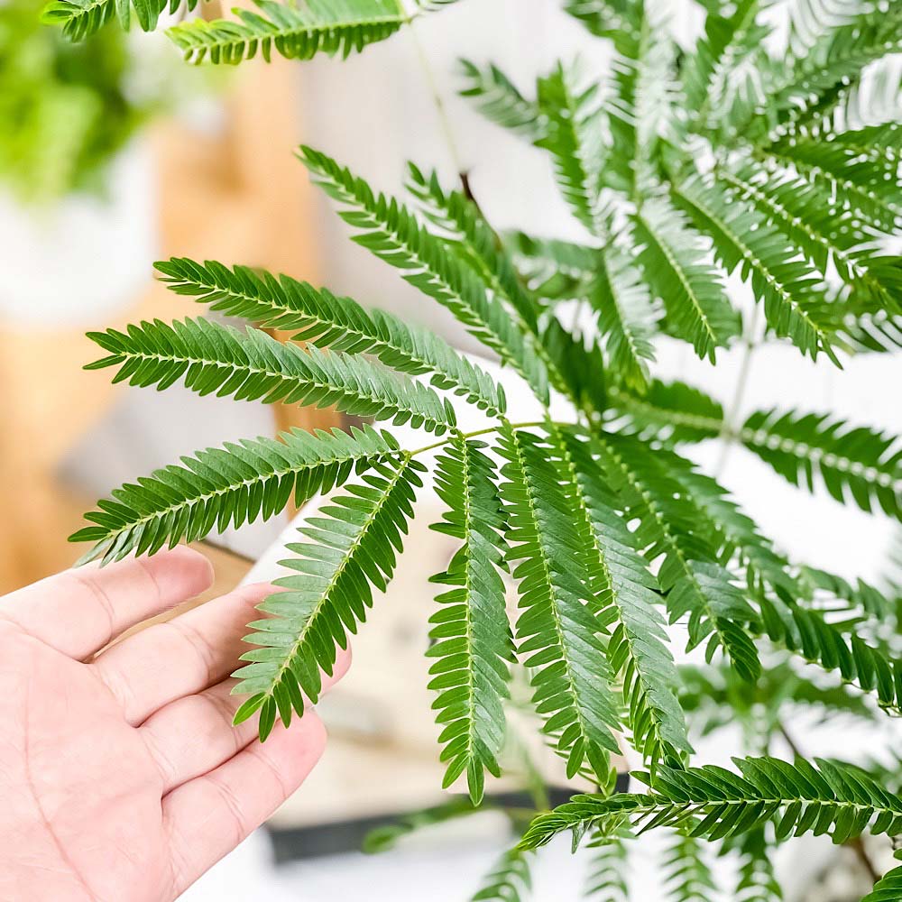 PLANCHU ���տ�ʪ ���С��ե�å��� 6��ȭ �������դ� ������������դ� Cojoba arborea var. angustifolia ����� ��������ͥ�Υ�