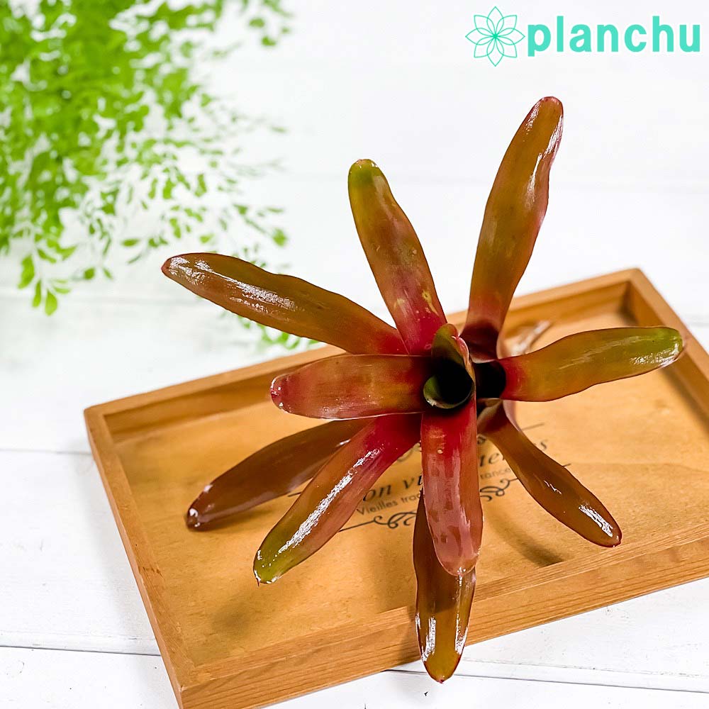 樂天商城 - PLANCHU 観葉植物 ネオレゲリア ファイヤーボール 1株 育て方説明書付き Neoregelia ‘Fireball’ ブロメリア タンクブロメリア テラリウム ビバリウム
