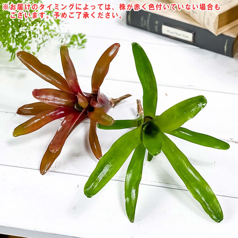プランチュ 楽天市場店のPLANCHU 観葉植物 ネオレゲリア ファイヤーボール 1株 育て方説明書付き Neoregelia ‘Fireball’ ブロメリア タンクブロメリア テラリウム ビバリウム｜アングル3
