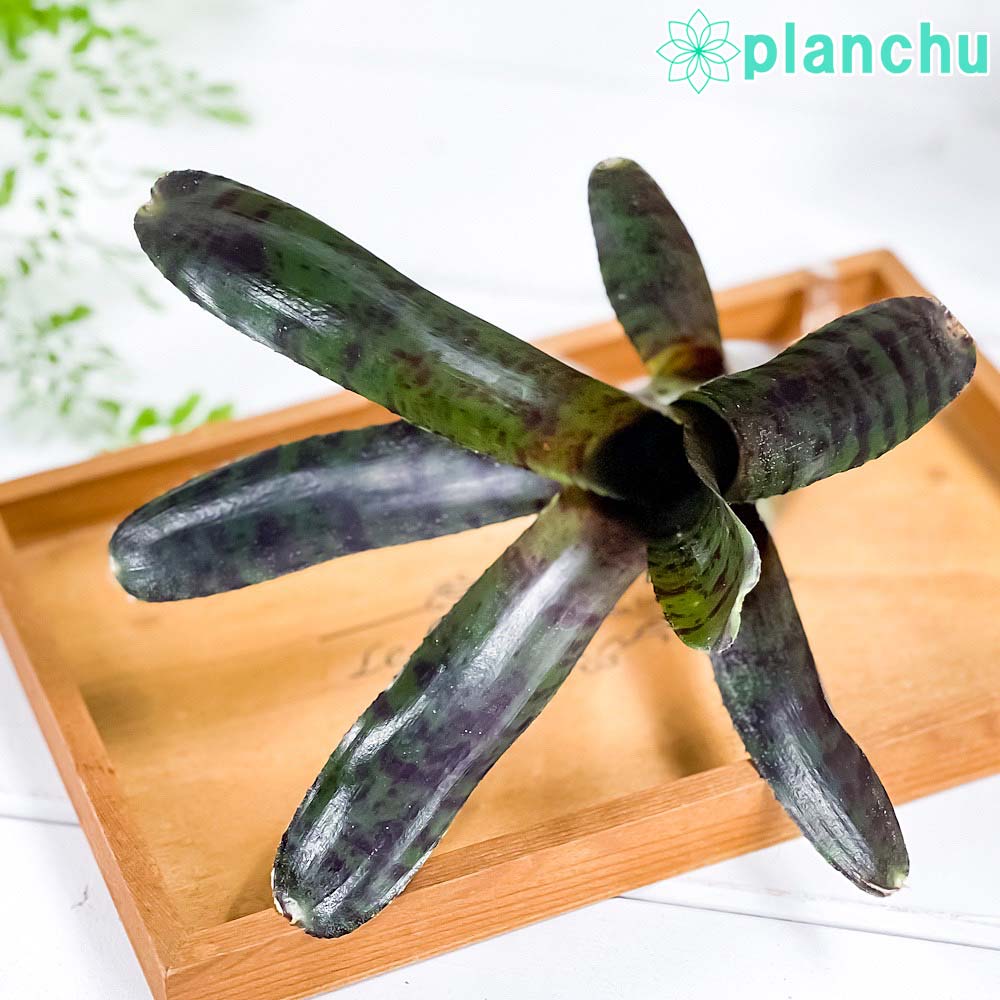 樂天商城 - PLANCHU 観葉植物 ネオレゲリア ホットエンバー 1株 育て方説明書付き Neoregelia ‘Hot Ember’ ブロメリア タンクブロメリア テラリウム ビバリウム