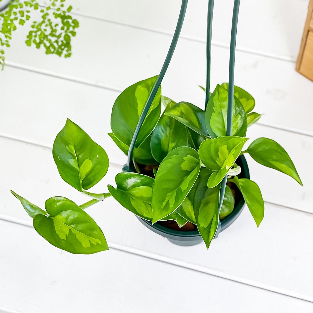 PLANCHU 観葉植物 ポトス グローバルグ...の紹介画像2