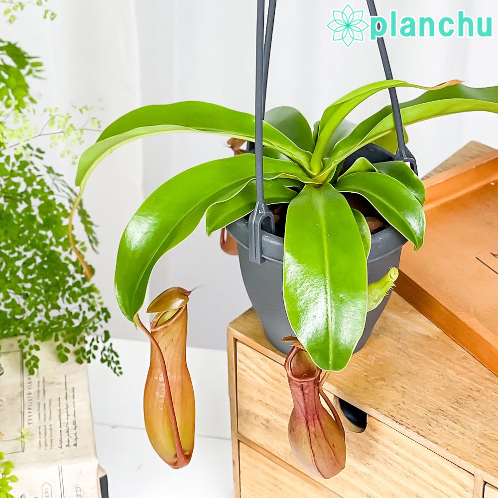 PLANCHU 食虫植物 ネペンテス アラタ 3.5号吊り鉢 育て方説明書付き Nepenthes alata アラータ ウツボカズラ