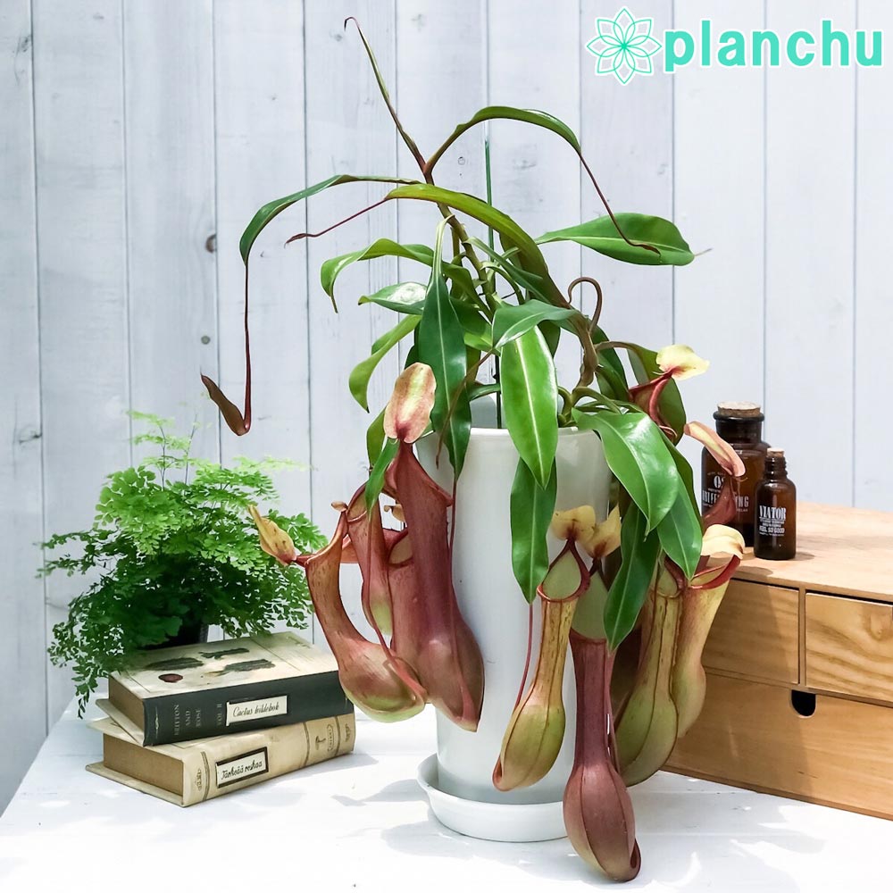 食虫植物 ネペンテス アラタ アカネ 6号鉢 受け皿付き 育て方説明書付き Nepenthes alata cv. 狂氣令嬢 茜 アラータ ウツボカズラ