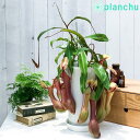 食虫植物 ネペンテス アラタ アカネ 6号鉢 受け皿付き