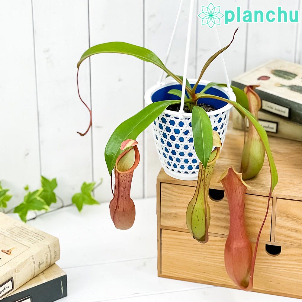 食虫植物 ネペンテス アラタ アカネ 4号吊り鉢 育て方説明書付き Nepenthes alata cv. 狂氣令嬢 茜 アラータ ウツボカズラ